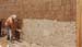 wall